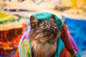 cat20