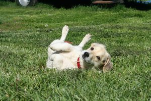 dog04