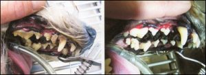 Pet dental care in Farmington, NM