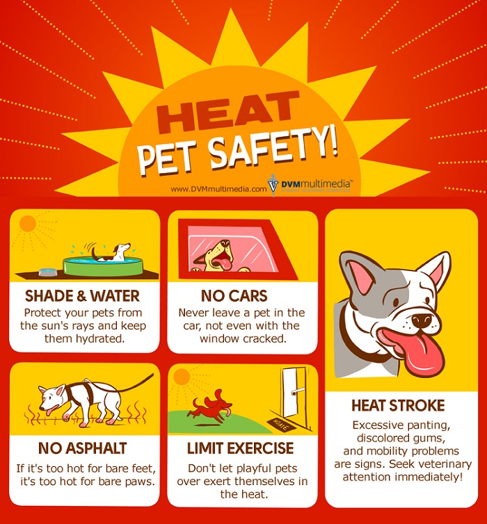 Heat Pet Safety