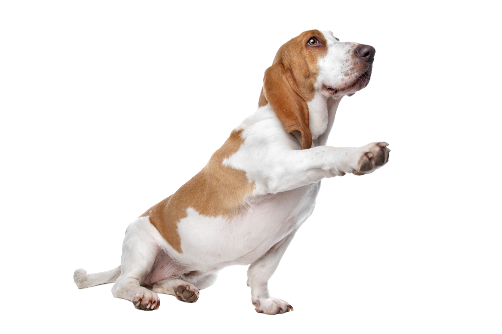 Veterinarian in Farmington, NM